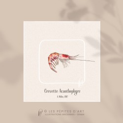 Crevette Acanthophyre