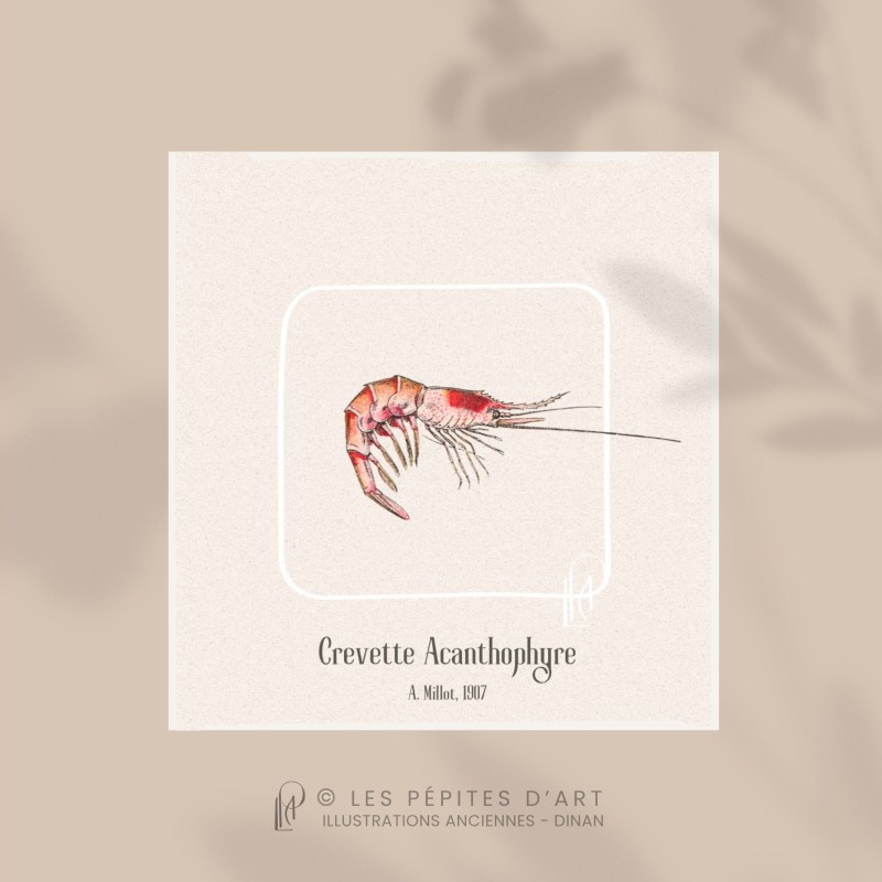 Crevette Acanthophyre