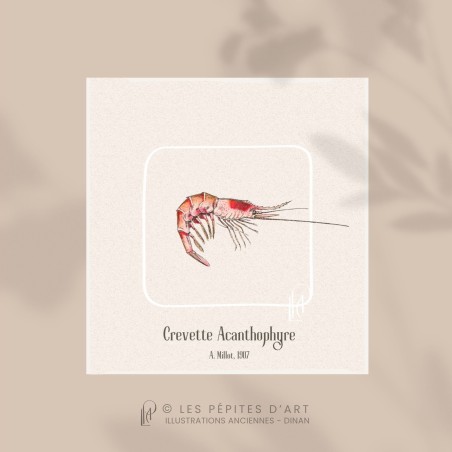 Crevette Acanthophyre