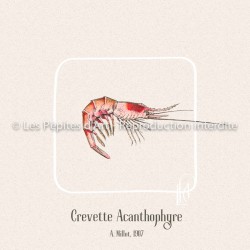 Crevette Acanthophyre