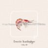 Crevette Acanthophyre