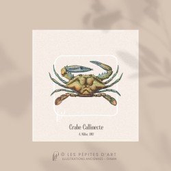 Crabe Callinecte