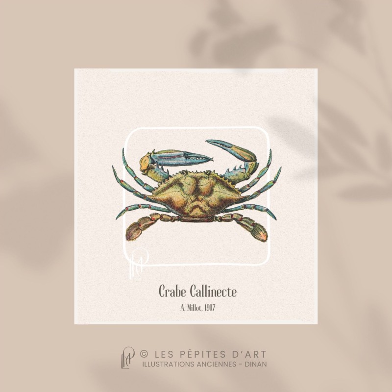 Crabe Callinecte