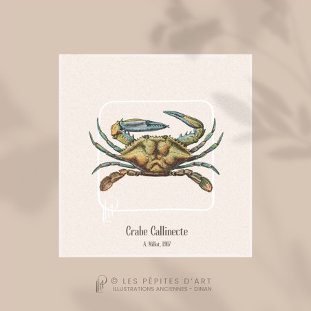 Crabe Callinecte