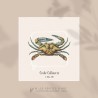 Crabe Callinecte