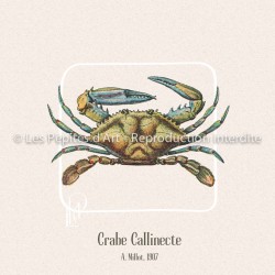 Crabe Callinecte