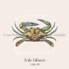 Crabe Callinecte