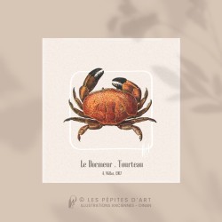 Dormeur . Tourteau