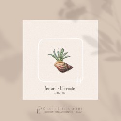 Bernard l'Hermite