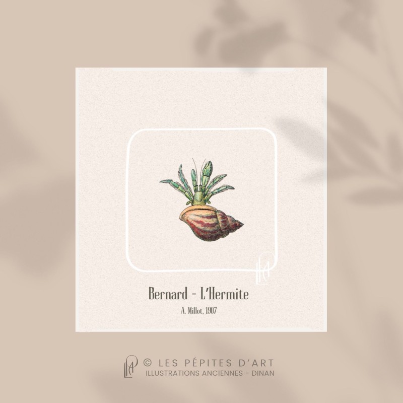 Bernard l'Hermite