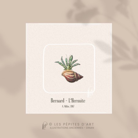 Bernard l'Hermite