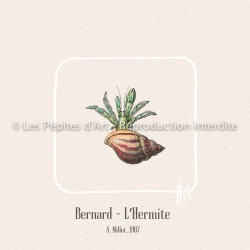 Bernard l'Hermite