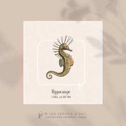 Hippocampe