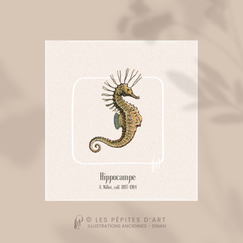 Hippocampe