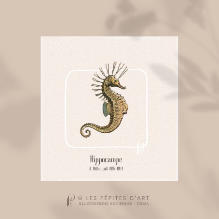 Hippocampe