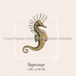 Hippocampe