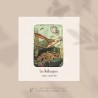 Mollusques