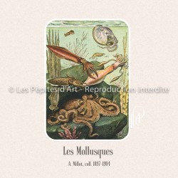 Mollusques