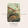Mollusques