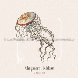 Chrysaora Méduse