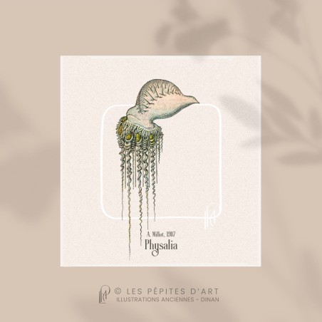 Physalia