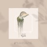 Physalia