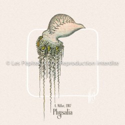 Physalia