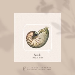 Nautile