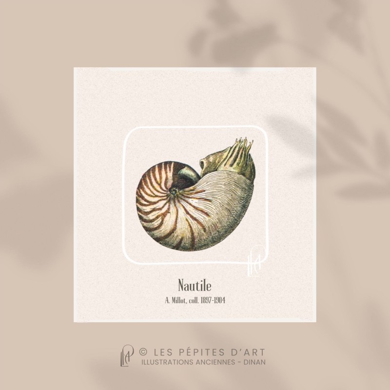 Nautile
