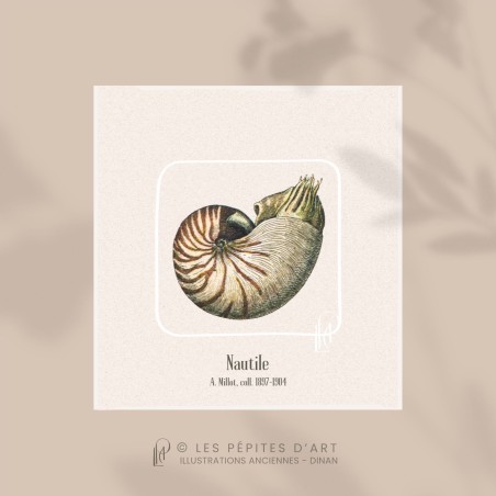 Nautile