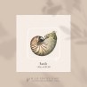 Nautile