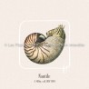 Nautile