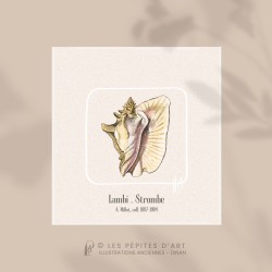Lambi . Strombe