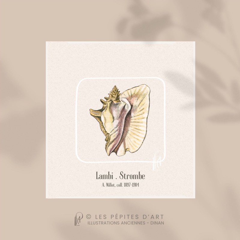 Lambi . Strombe