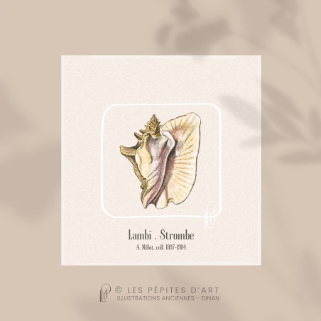 Lambi . Strombe