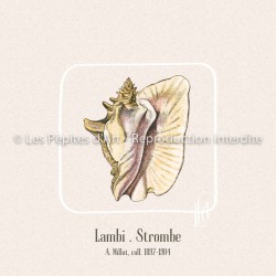 Lambi . Strombe