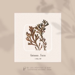 Goémons
