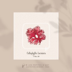 Callophyllis Laciniata