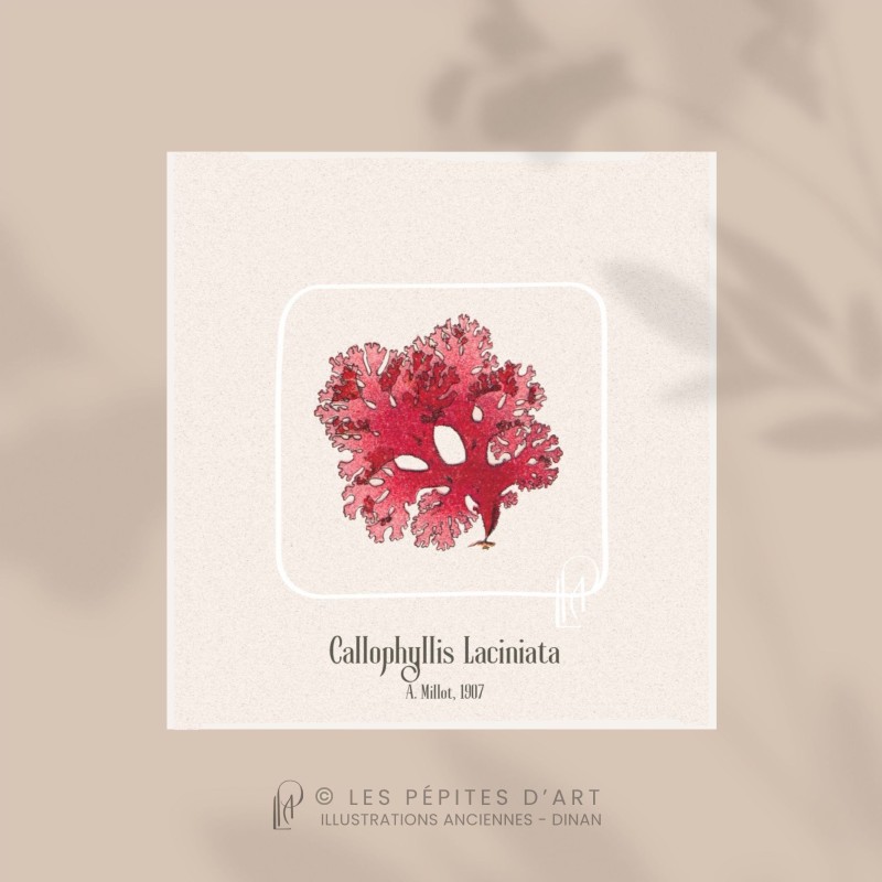 Callophyllis Laciniata