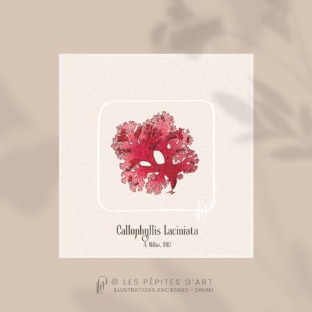 Callophyllis Laciniata