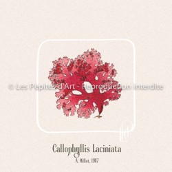 Callophyllis Laciniata