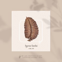 Agarum Gmelini