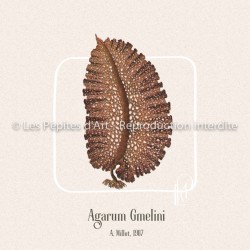 Agarum Gmelini