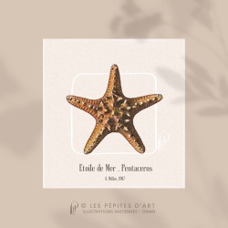 Etoile de Mer