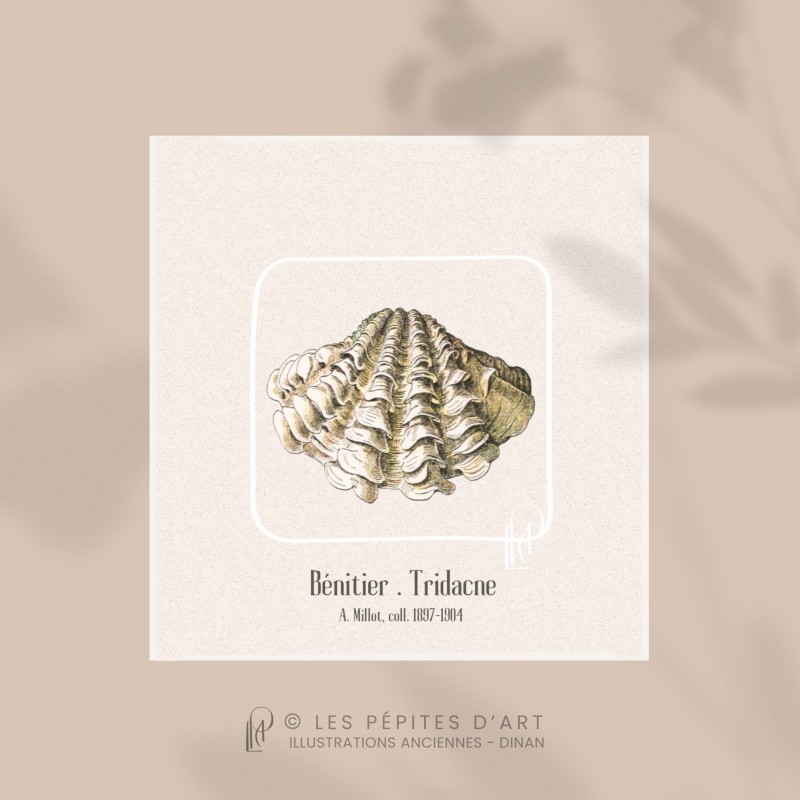 Bénitier . Tridacne