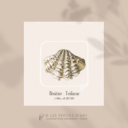 Bénitier . Tridacne