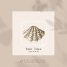 Bénitier . Tridacne
