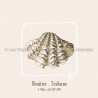 Bénitier . Tridacne