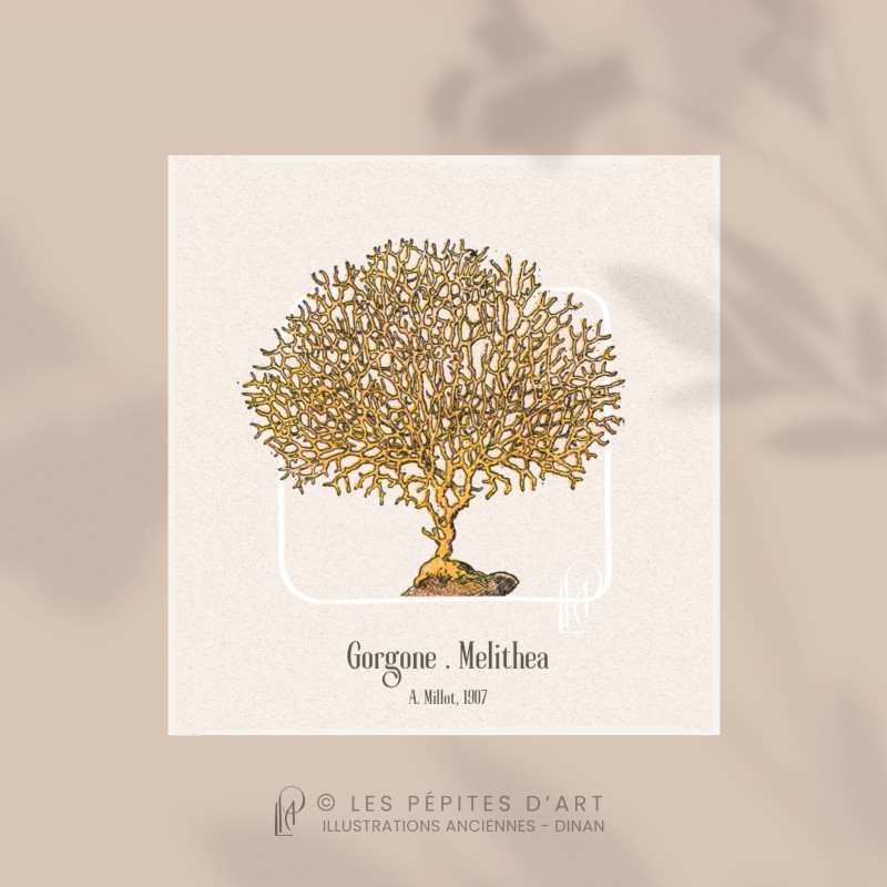 Gorgone . Melithea