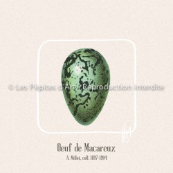 Oeuf de Macareux